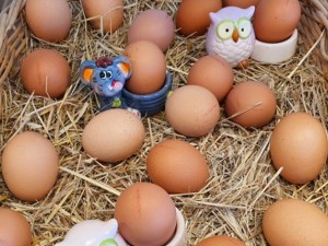 En Doğal ve Taze Gezen Tavuk Yumurtası