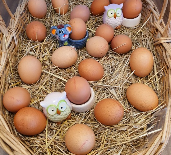 gezen tavuk yumurtasi 15 adet